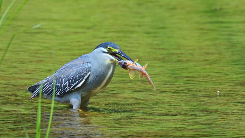 Striated Heron Catching Fish, Little Green Heron Successfully Hunting in River, Bird of Prey with Prey in Beak, Natural Wildlife Behavior, Freshwater Predation Scene, Close-up Wildlife Action
