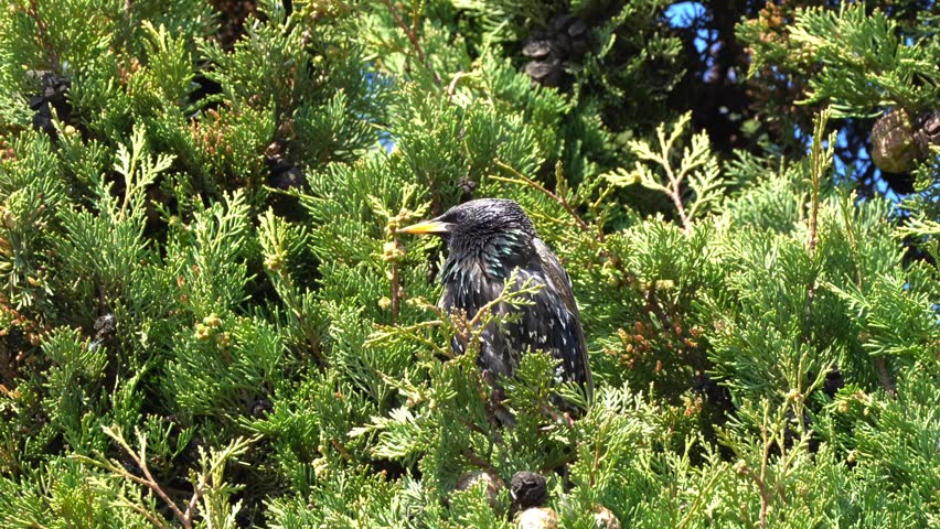 European Starling Moving on Tree Branch, Birdwatching Wildlife Video