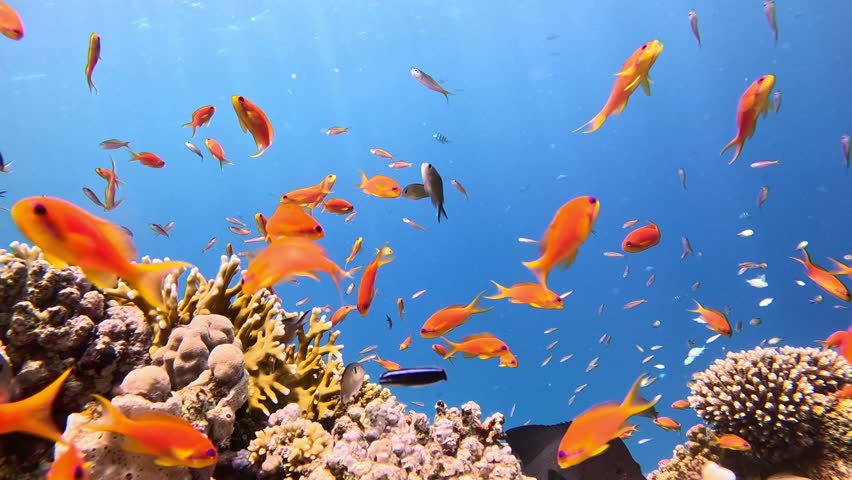 Underwater Colorful Tropical Coral Reef. Coral Garden Seascape. Slow Motion. Red Sea, Egypt. Underwater World Life. Tropical Underwater Seascape. Reef Coral Scene.