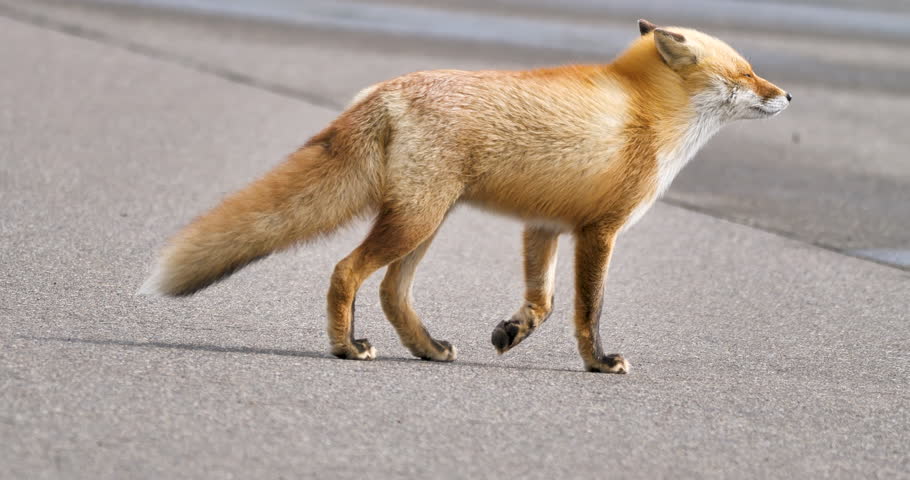 Ezo red fox walking on asphalt pathway in a windy day