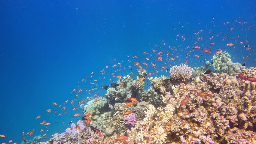 Underwater Colorful Tropical Coral Reef. Coral Garden Seascape. Slow Motion. Red Sea, Egypt. Underwater World Life. Tropical Underwater Seascape. Reef Coral Scene.