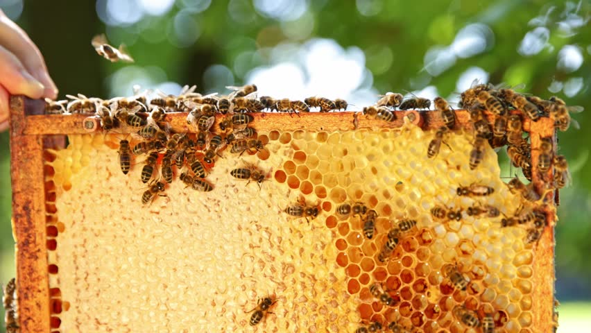 Bees Walking on Honeycomb and Carrying Honey. Macro shot of Domesticated Insect, Beekeeper and Farmers Life.