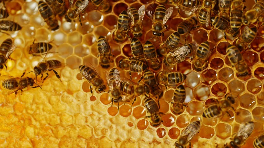 Bees Walking on Honeycomb and Carrying Honey. Macro shot of Domesticated Insect, Beekeeper and Farmers Life.