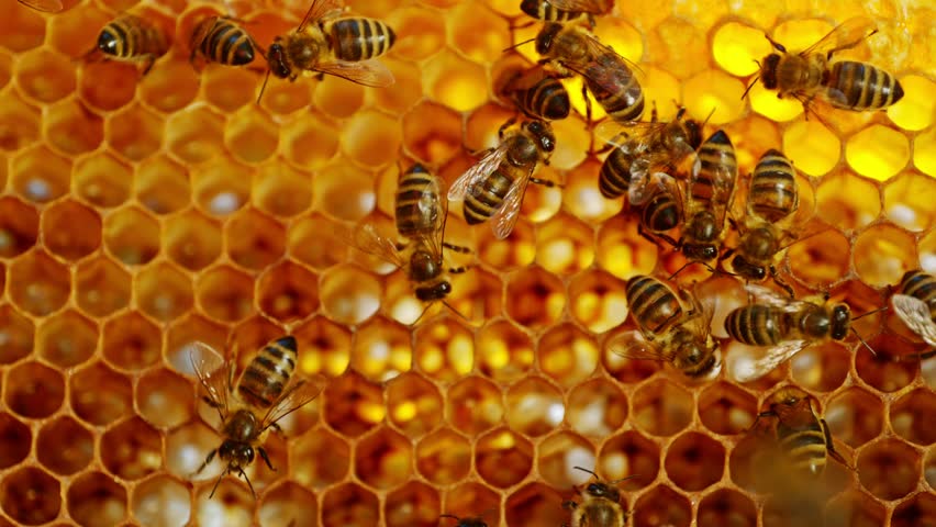 Bees Walking on Honeycomb and Carrying Honey. Macro shot of Domesticated Insect, Beekeeper and Farmers Life.