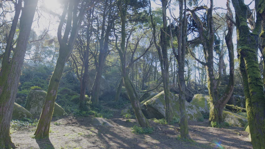 Slow cinematic movement of the camera along a wild spring forest with lush grass and tall trees. Backlighting of the morning sun with sun rays through the forest vegetation.