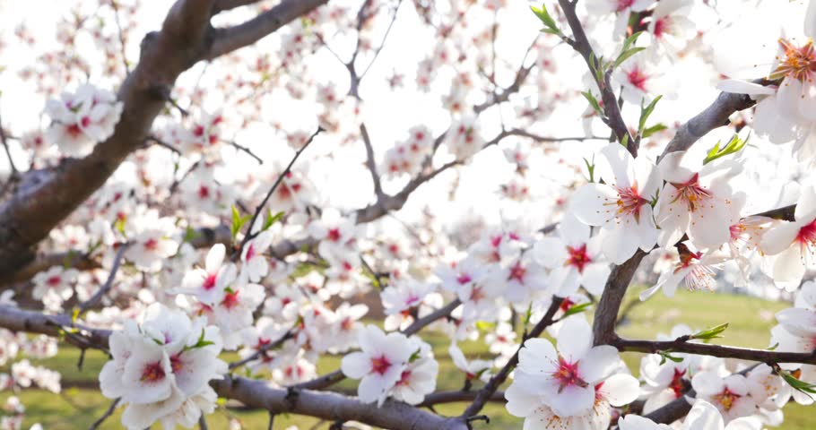 Smooth panning shot along blooming almond tree branches in spring. Delicate white and pink flowers in soft sunlight create a fresh, natural atmosphere with shallow depth of field and a calm.