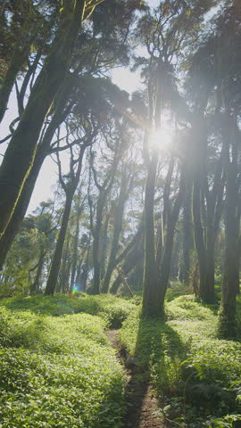 Slow cinematic movement of the camera along a wild spring forest with lush grass and tall trees. Backlighting of the morning sun with sun rays through the forest vegetation.