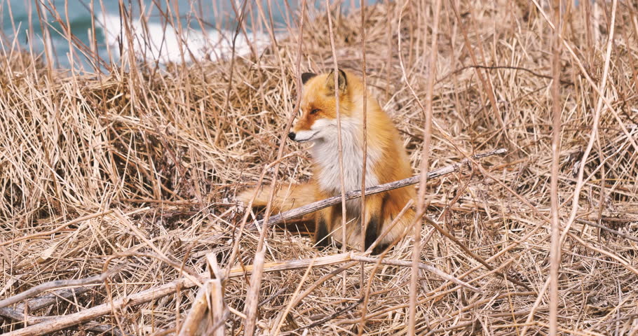 Ezo red fox sitting in a grass field on the coast