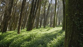 Slow cinematic movement of the camera along a wild spring forest with lush grass and tall trees. Backlighting of the morning sun with sun rays through the forest vegetation. - Powered by Shutterstock - Get 15% off with code: PIKWIZARD15