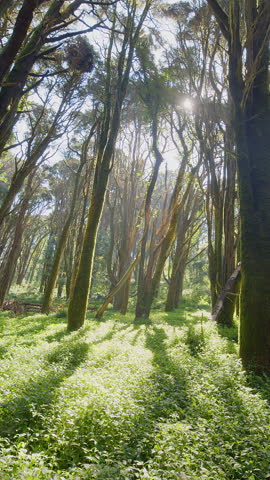Slow cinematic movement of the camera along a wild spring forest with lush grass and tall trees. Backlighting of the morning sun with sun rays through the forest vegetation.