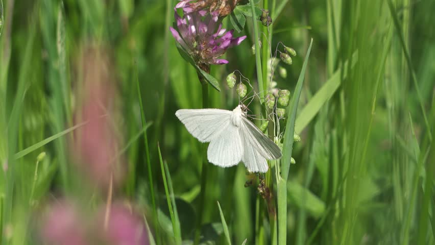 Butterfly Black-Veined Moth Sits on Grass in Green Alpine Meadow