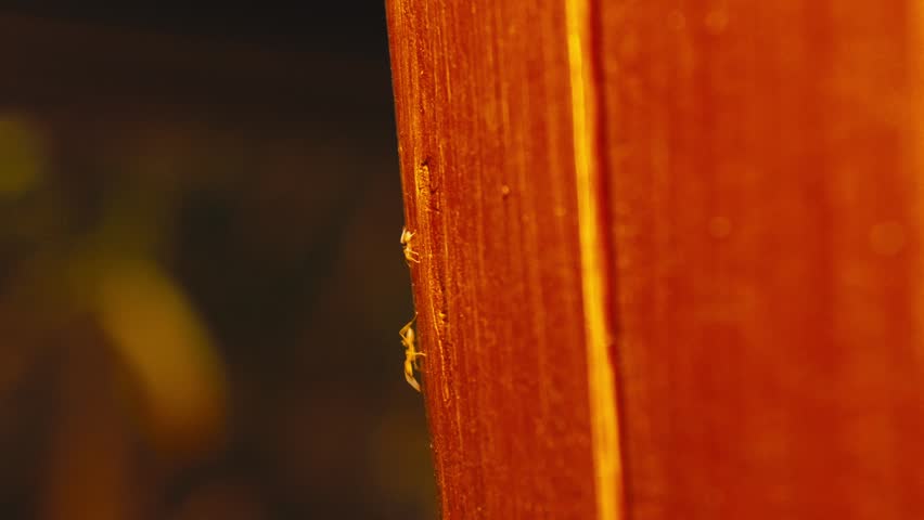 Ant walking up on a wooden surface with blurred bokeh background