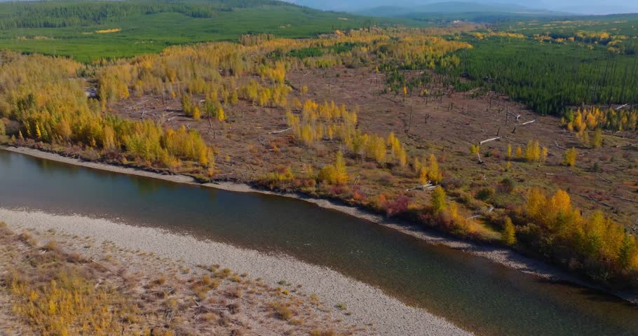 River winding past autumn yellow forest near Polebridge Montana outside Glacier National Park, aerial drone overview of flood plains