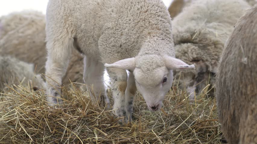Cute Lamb Feeding on Hay Surrounded by Adult Sheep