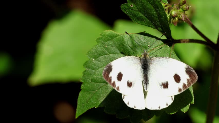 A detailed realtime wildlife video capturing an Indian cabbage white butterfly pieris canidia resting and slowly opening its wings on a fresh green leaf during a calm winter morning.