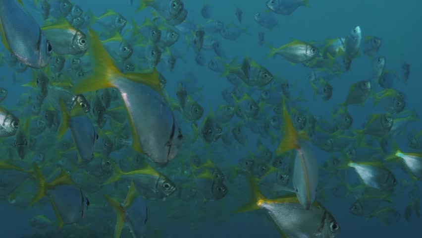 School of Eastern Pomfred fish (Schuettea scalaripinnis) displaying a vibrant yellow stripe and shimmering silver body. Marine science