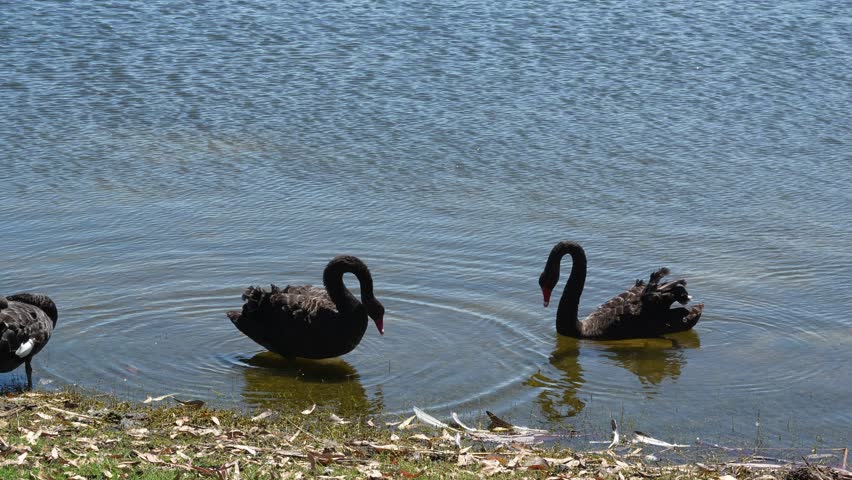 Close up of Black Swans as they waddle onto the shore of Lake Joondalup, Perth Western Australia