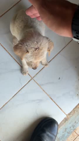 This cute little white puppy is playful, greets people it meets, and can even shake hands. It