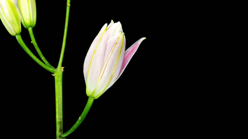 Pink Lily Blooming in Time Lapse on a Leaves and Black Background. Flowers Open Petals in Timelapse. Blooming Plant Tender Video From Blossom to Wilted Flower