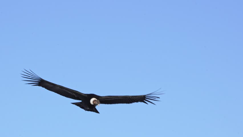 Majestic Andean Condor aproaching camera while soaring against clear blue sky. Close-up view in slow-motion showing enormous wingspan.