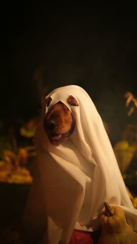 Adorable english cocker spaniel dog wearing a funny ghost costume with holes for the eyes is sitting among pumpkins and autumn leaves at night in a spooky, foggy atmosphere for halloween