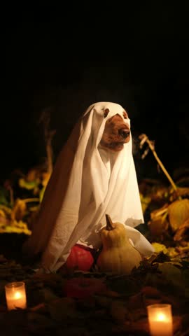 Adorable english cocker spaniel wearing a ghost costume and sitting among fallen leaves, pumpkins, and candles during a dark night, embodying the spooky yet fun spirit of halloween
