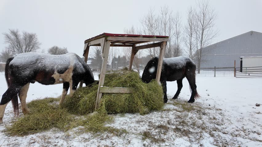 Horses feeding hay from a covered feeder on a winter day with fallen snow