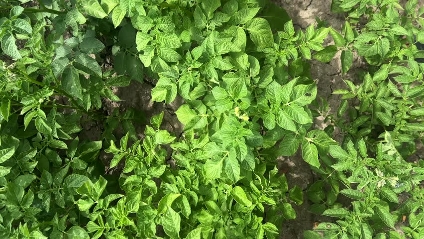 Potato field, green potato leaves. Farmer