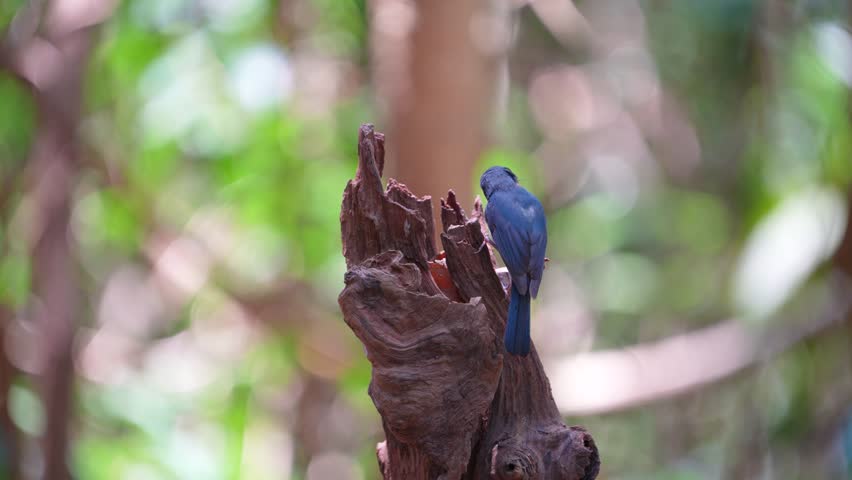  Indochinese Blue Flycatcher (Cyornis tickelliae) male bird on stump. Birdwatching in natural habitats in the forest.