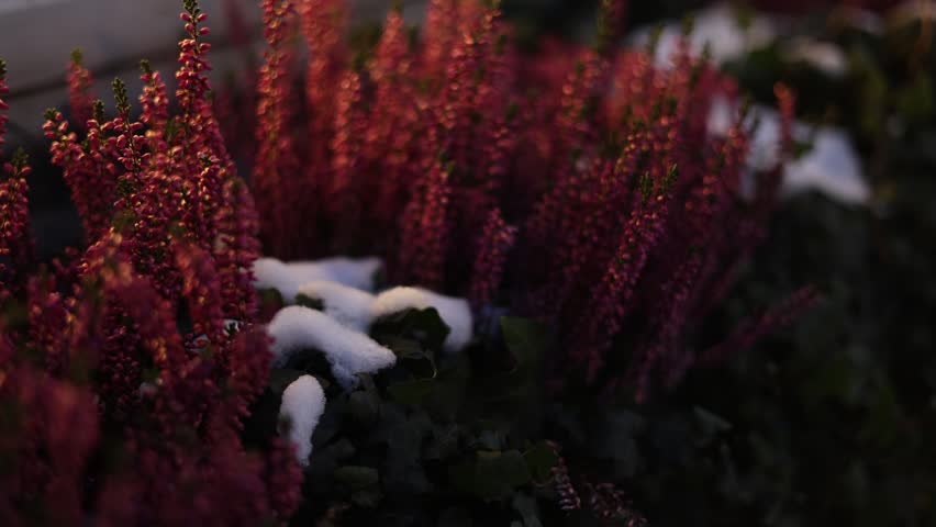 Close up of flowers covered with snow highlighting climate change effect winter frost delicate petals seasonal nature environmental concept