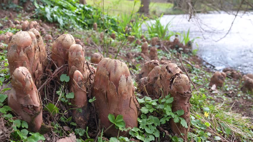 Nutria river rat, damage to woody plants by eating bark, sprouts and roots, gnawed tree trunks, coypu herbivorous, wildlife animal wetlands