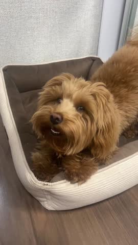 Cute fluffy dog sitting in soft pet bed looking up adorable home interior cozy lifestyle scene
