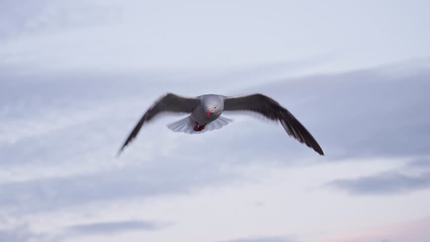 Seagull In Flight with Wings Spread Wide