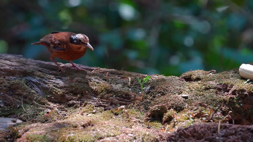 Indochinese Blue Flycatcher (Cyornis tickelliae) female bird on stump. Birdwatching in natural habitats in the forest.
