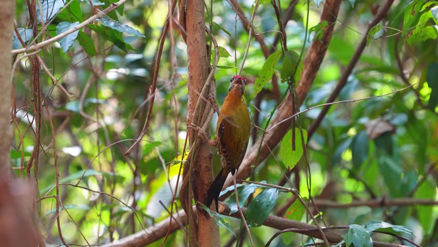 Laced Woodpecker (Picus vittatus ) on tree bird watching in natural habitats in the forest.