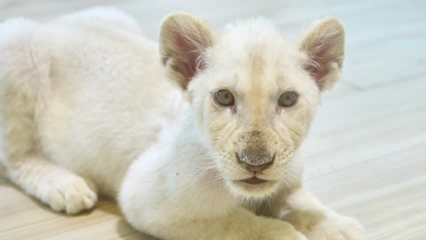 White Lion Cub Looking Around Then Facing Camera, Baby White Lion Watching Something Then Turning to Camera Close Up, Curious White Lion Cub Eye Contact Camera Then Looks Away