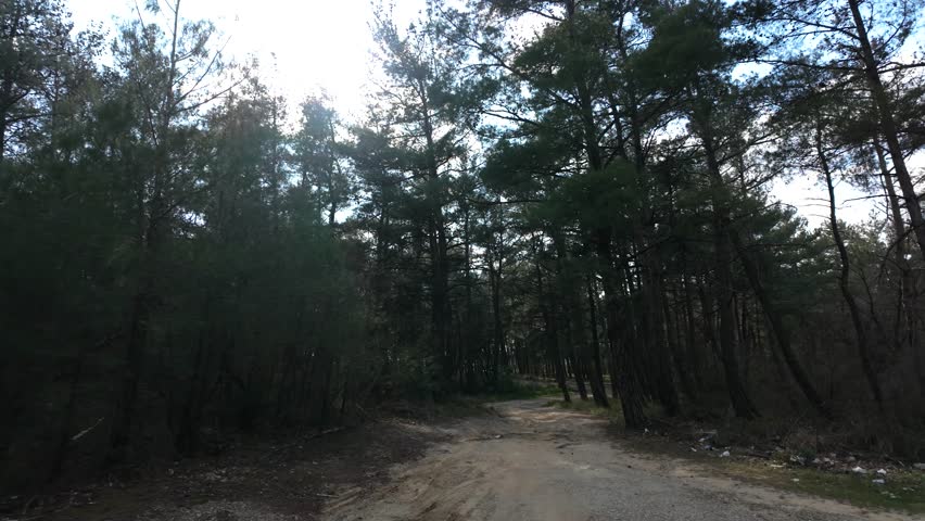 strolling among the pine trees in the forest