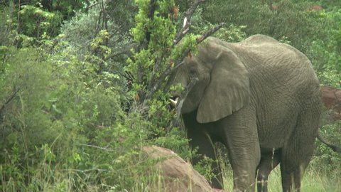Elephant eating 