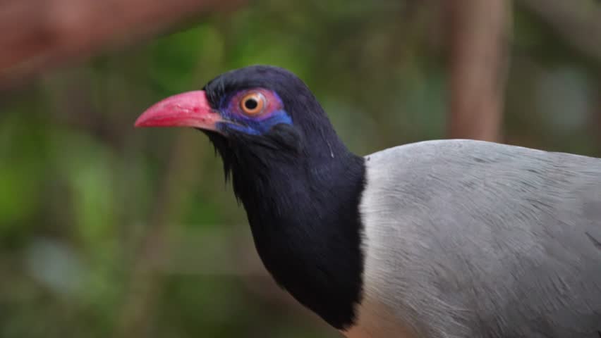 Coral-billed Ground Cuckoo (Carpococcyx renauldi) Birds forage in their natural habitat.