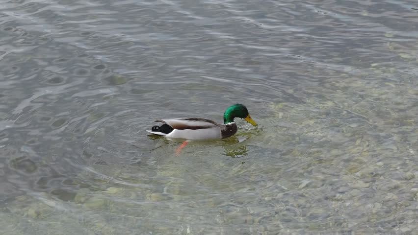 Close-up of a mallard duck diving underwater to search for food with its tail out of the water in slow motion