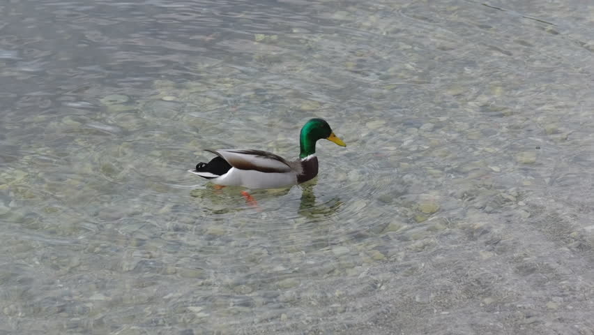 Close-up of a mallard duck diving underwater to search for food with its tail out of the water in slow motion
