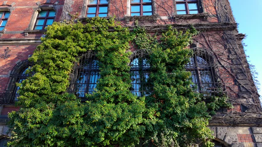 Historic Red Brick Architecture with Lush Ivy Facade in Wroclaw