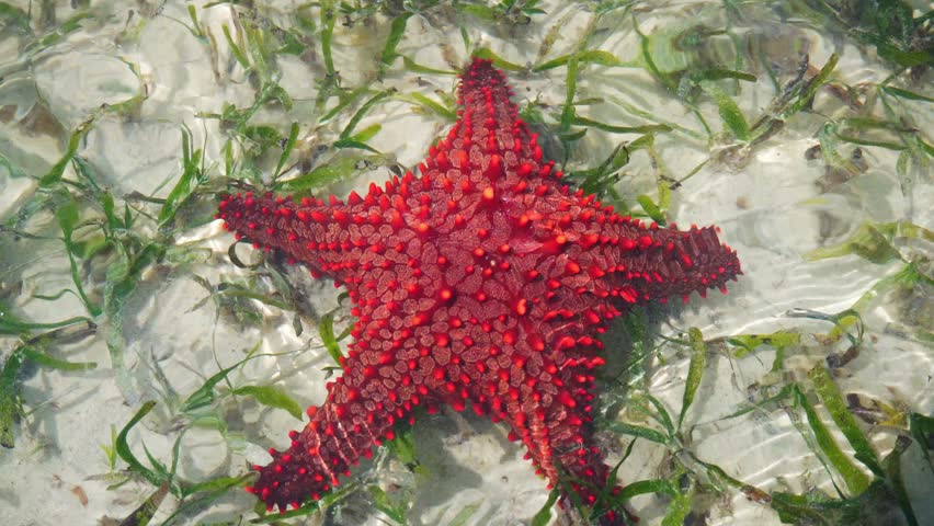 Vibrant red knobbed starfish Protoreaster linckii resting in shallow, crystal-clear water over seagrass. Close-up shot highlighting the unique texture and brilliant colors of Zanzibar marine life