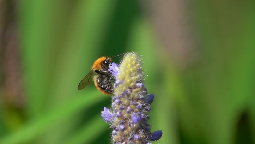 Bumble bee, on purple flower Pontederia. Slow motion