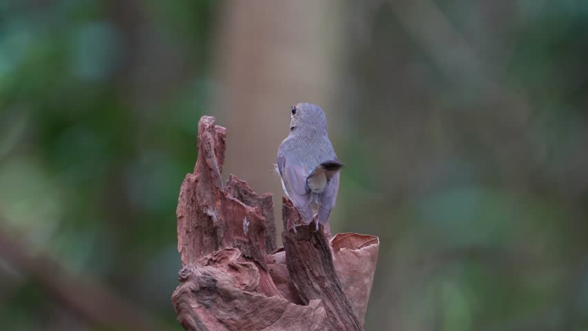 Indochinese Blue Flycatcher (Cyornis tickelliae) female bird on stump. Birdwatching in natural habitats in the forest.