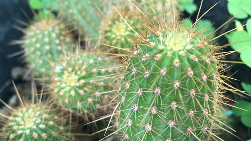 Small Cactus in Pot Close-Up – Macro Desert Plant with Spines and Offsets. Mammillaria elongata (Ladyfinger Cactus).