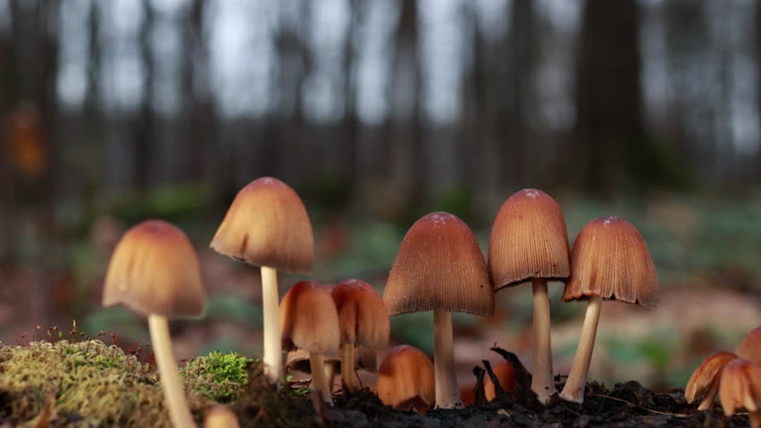Colony of wild mushrooms growing on mossy log with blurred forest