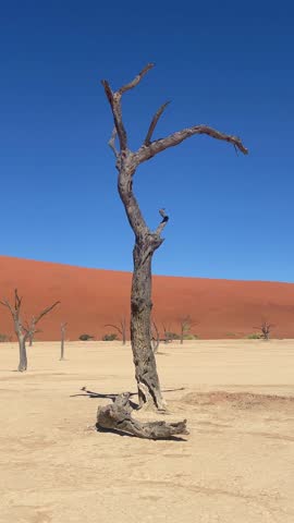 Dead bare tree in Deadvlei clay pan with red sand dunes behind and vivid blue sky, iconic Namibia desert landscape, vertical video