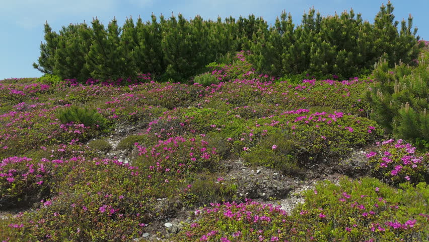 Vast blooming Rhododendron kotschyi and dwarf Pinus mugo mountainside in dynamic Carpathian alpine landscape with bright sun, rapid backward aerial flight