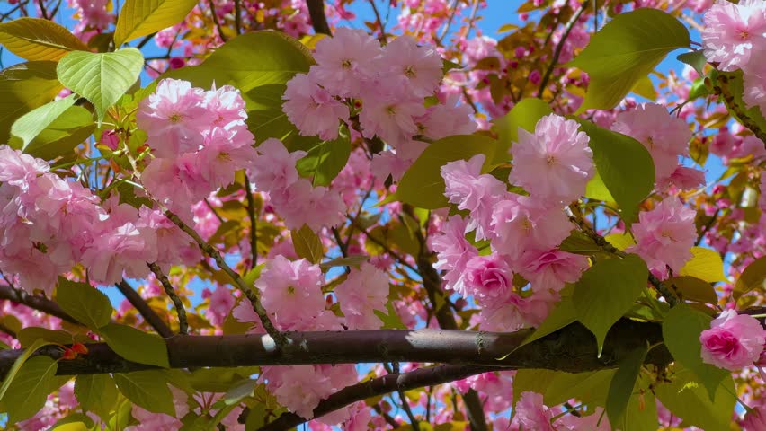 Close up view of pink cherry blossom flowers on ornamental cherry tree branch with leaves gently moving in wind. Spring bloom, freshness, renewal and floral background concept